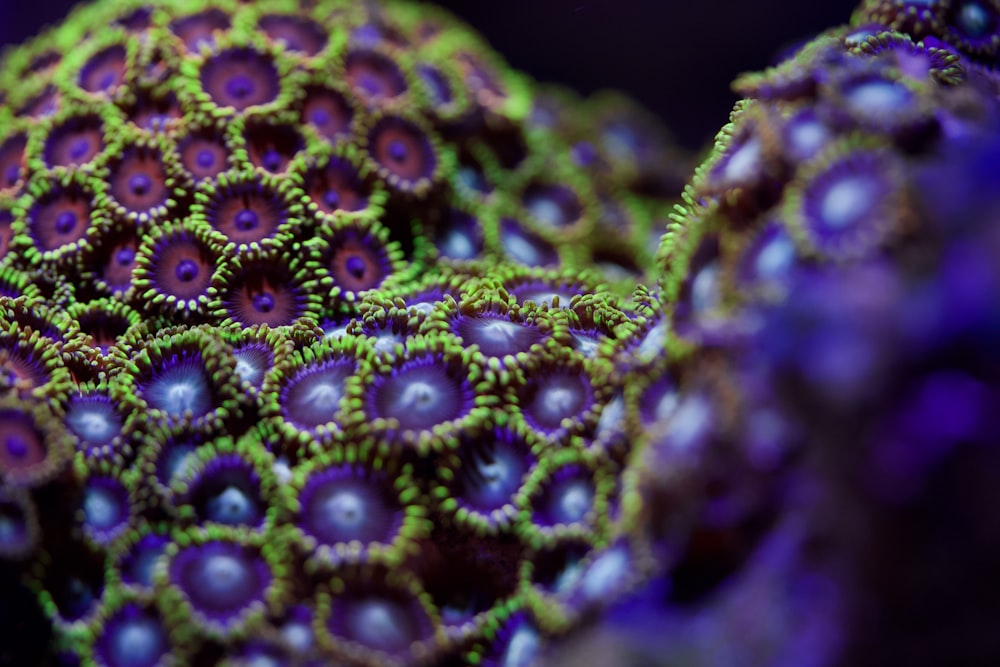 a close up of a purple and green coral