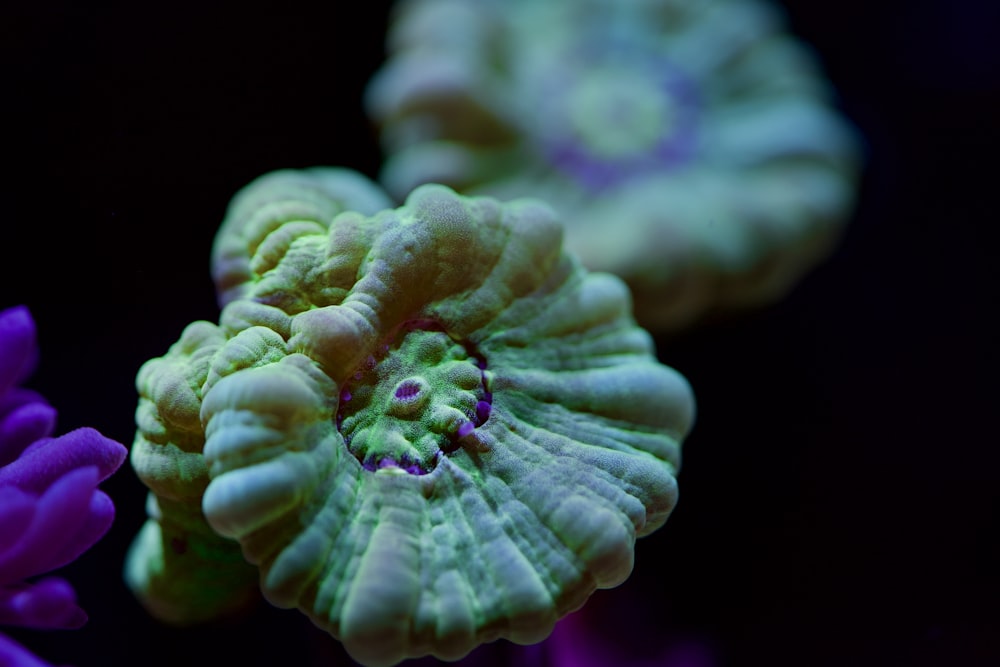 a close up of a purple and green flower