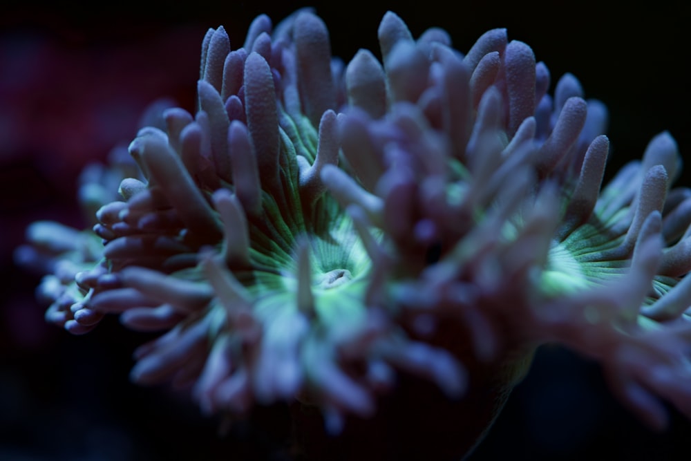 a close up of a flower that is glowing green