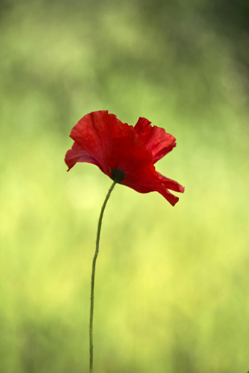 red poppy in bloom during daytime