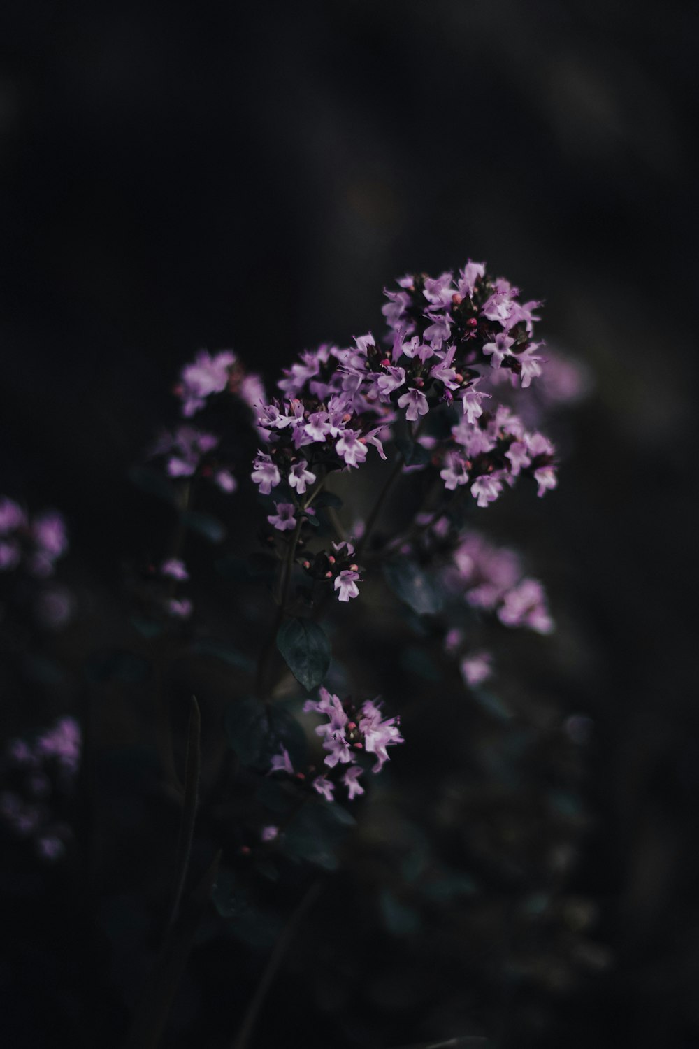 purple flowers in tilt shift lens