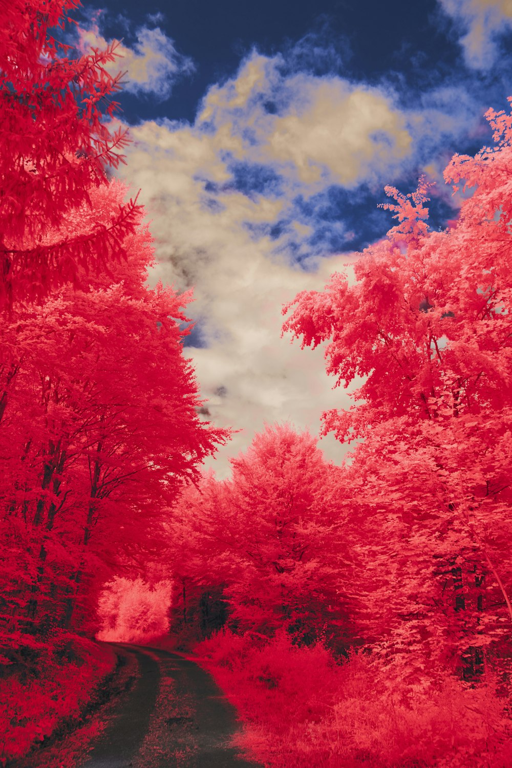 red leaf trees under cloudy sky