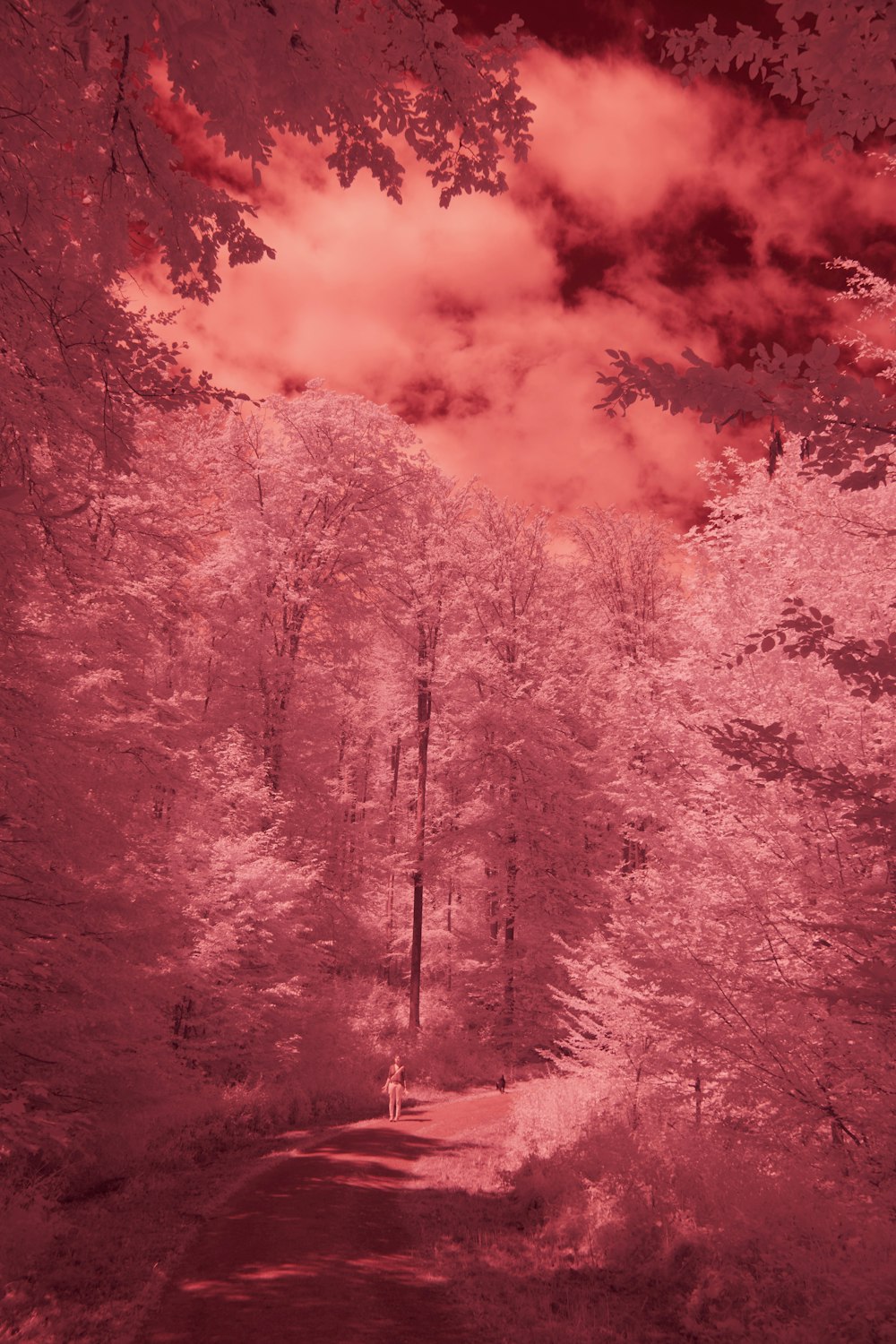 grayscale photo of trees under cloudy sky