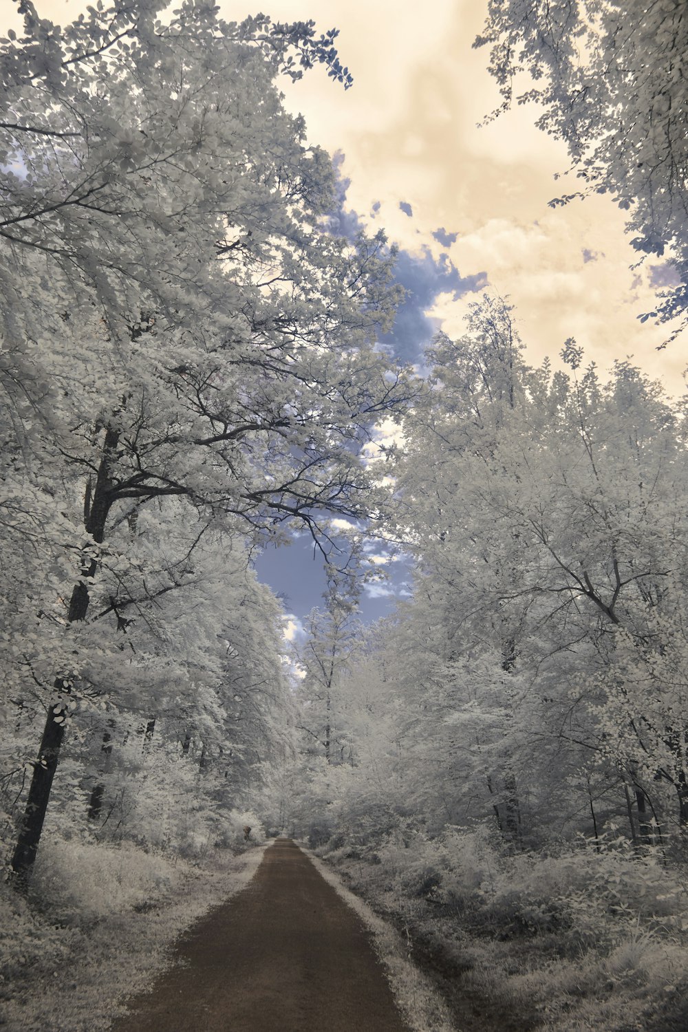 white trees under blue sky during daytime