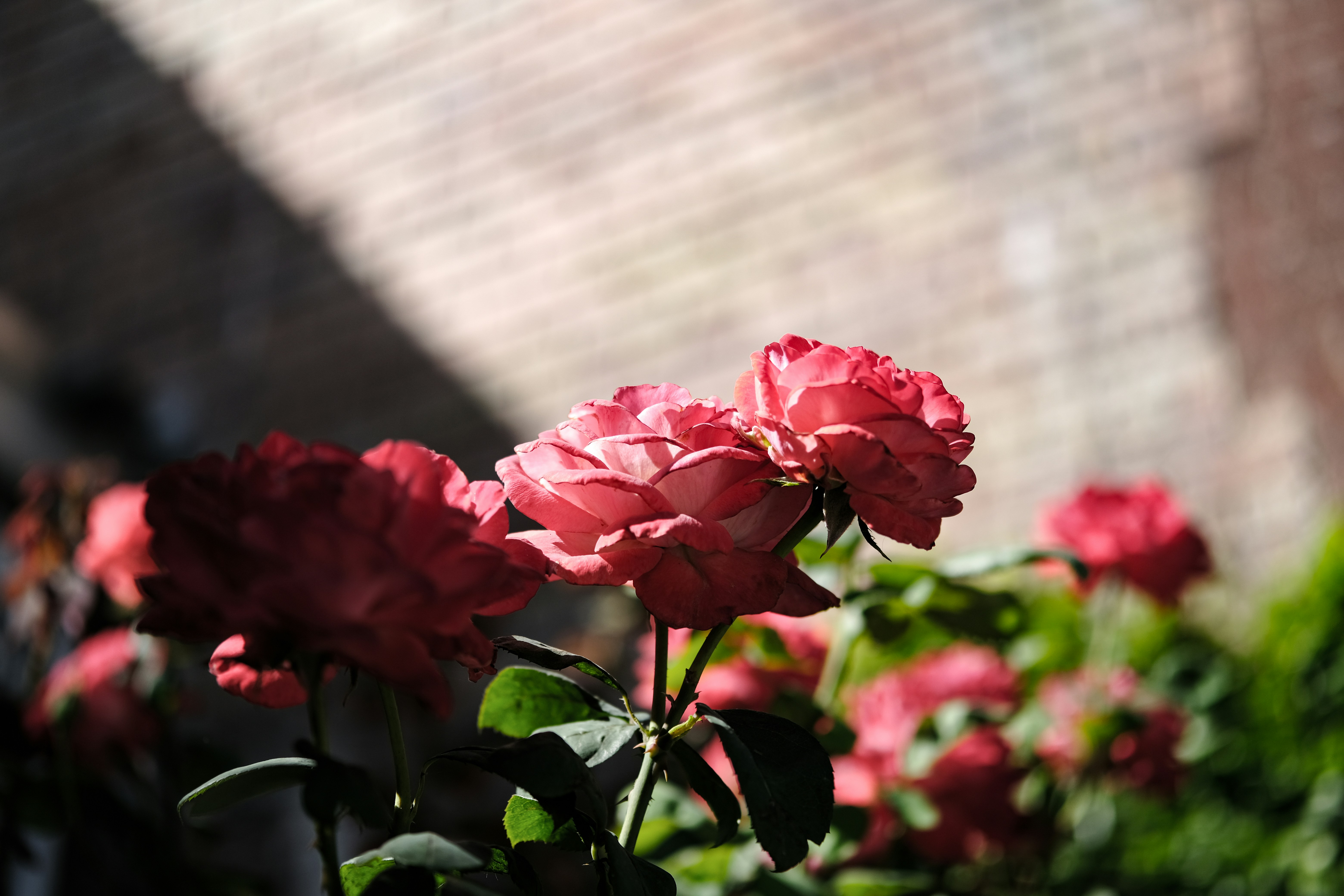 A bunch of pink flowers in a garden photo – Free Rose Image on Unsplash