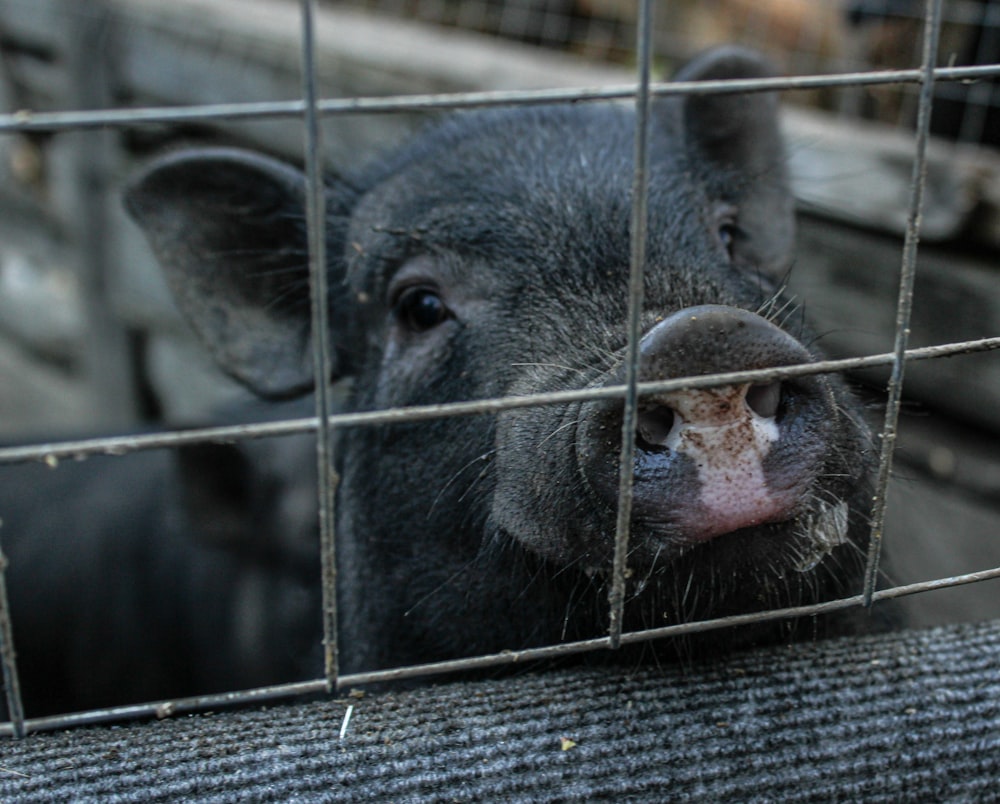 a small pig in a cage looking at the camera