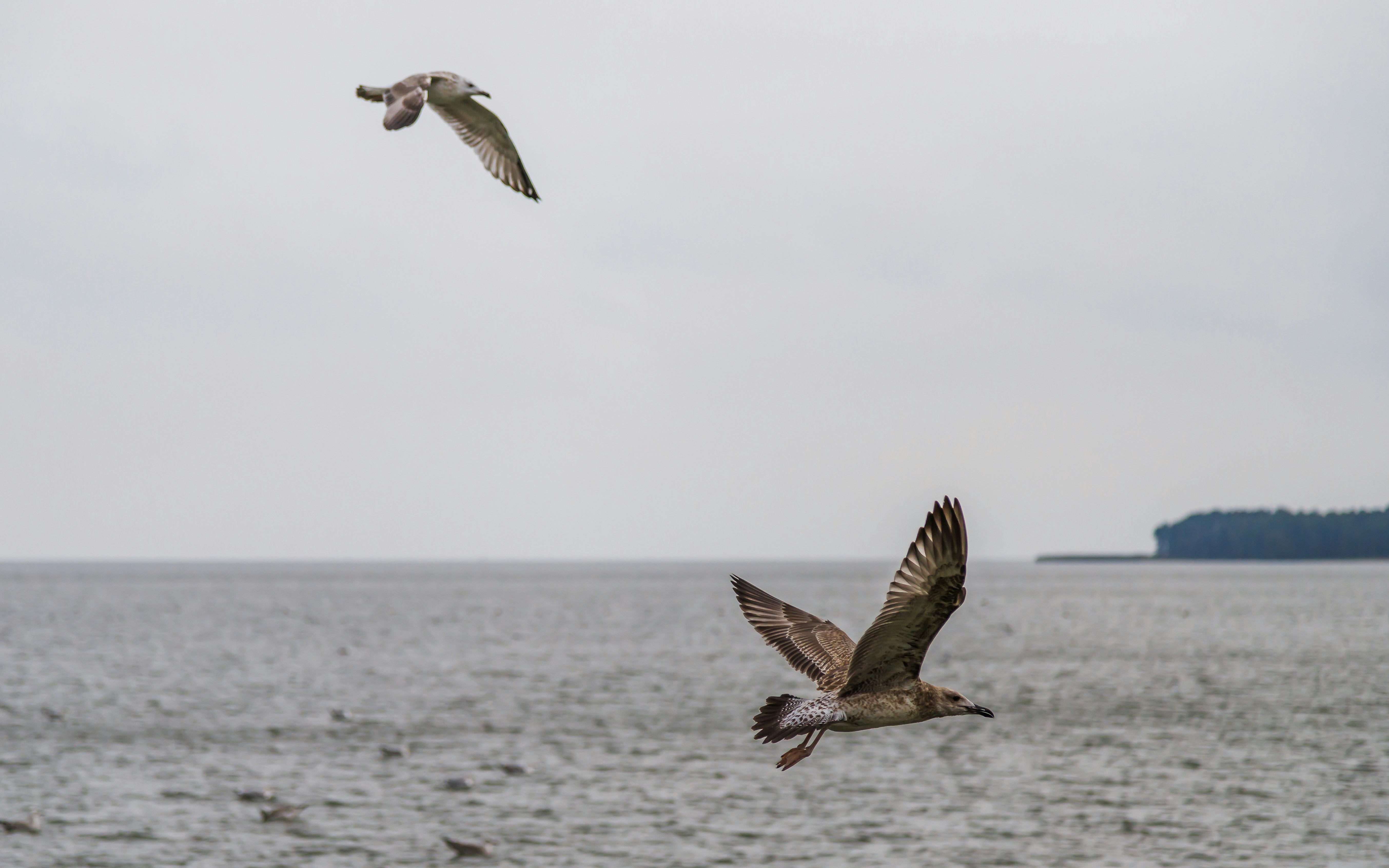 Un par de pájaros volando sobre una gran masa de agua