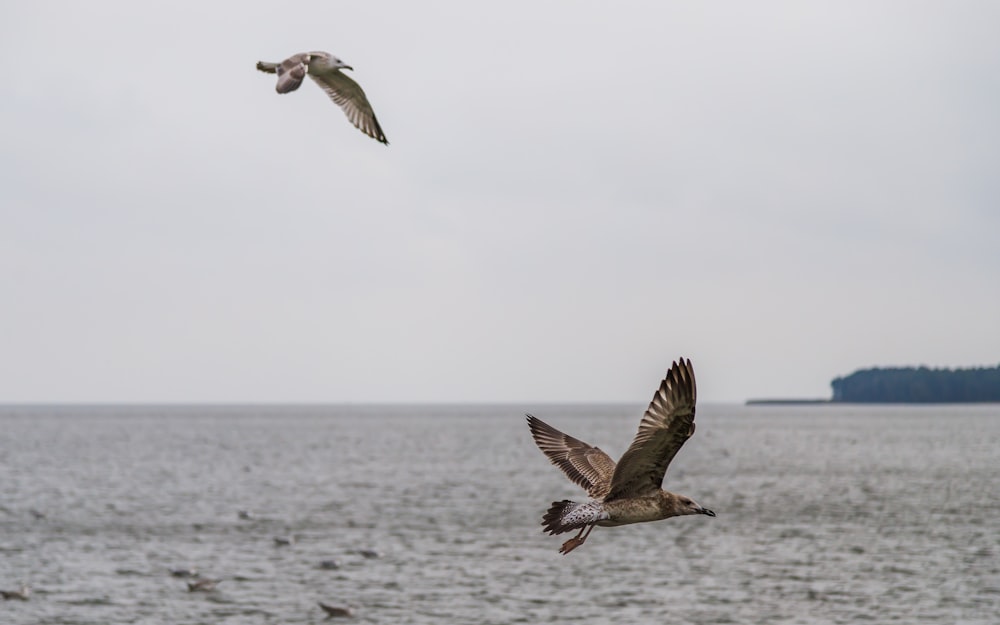 a couple of birds flying over a large body of water