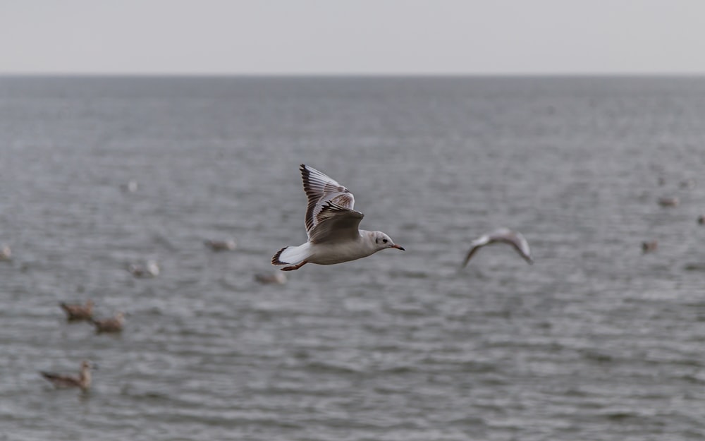 a flock of seagulls flying over a large body of water