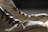 Close-up of a stylish pair of pre-loved sneakers on a wooden floor with soft natural light.