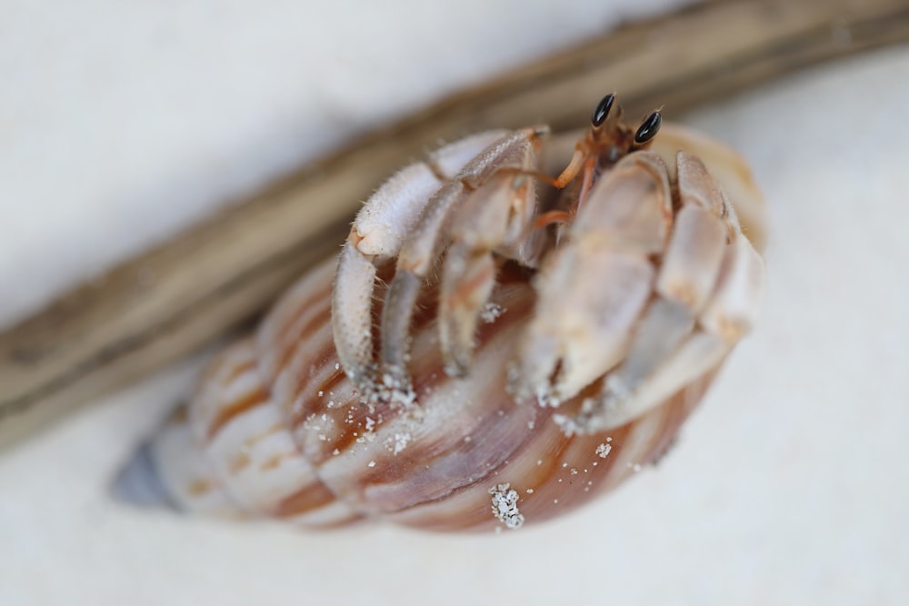 brown and white sea creature