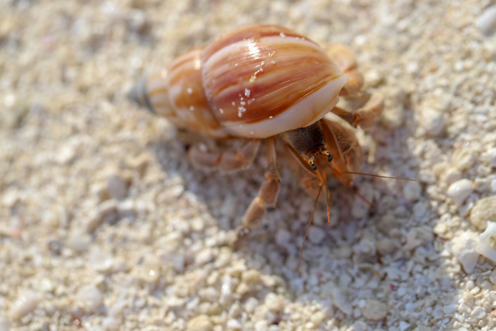 brown and white snail on white and black marble surface