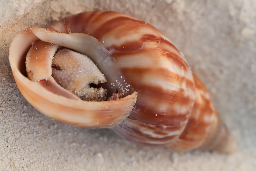 brown and white seashell on gray sand
