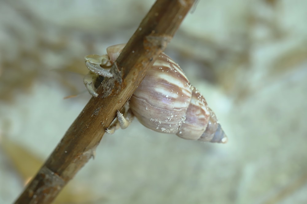 brown snail on brown stem
