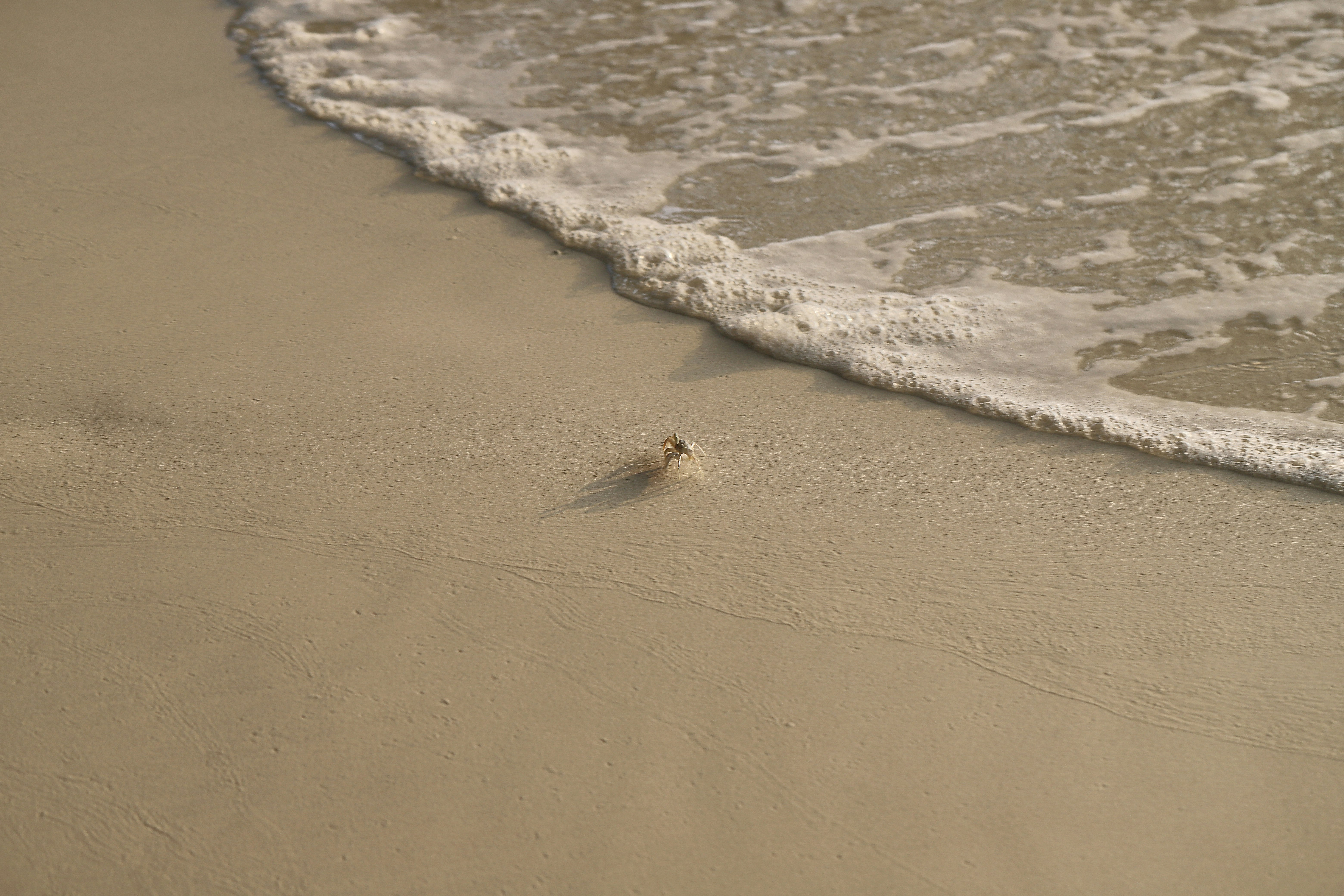 brown bird on beach during daytime