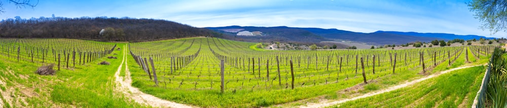 a large field with trees and mountains in the background