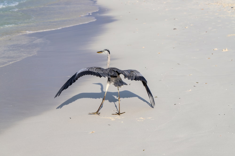 black and white bird on white sand during daytime