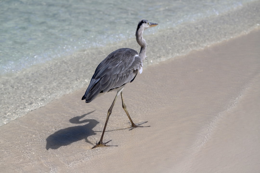 grey heron on brown sand during daytime