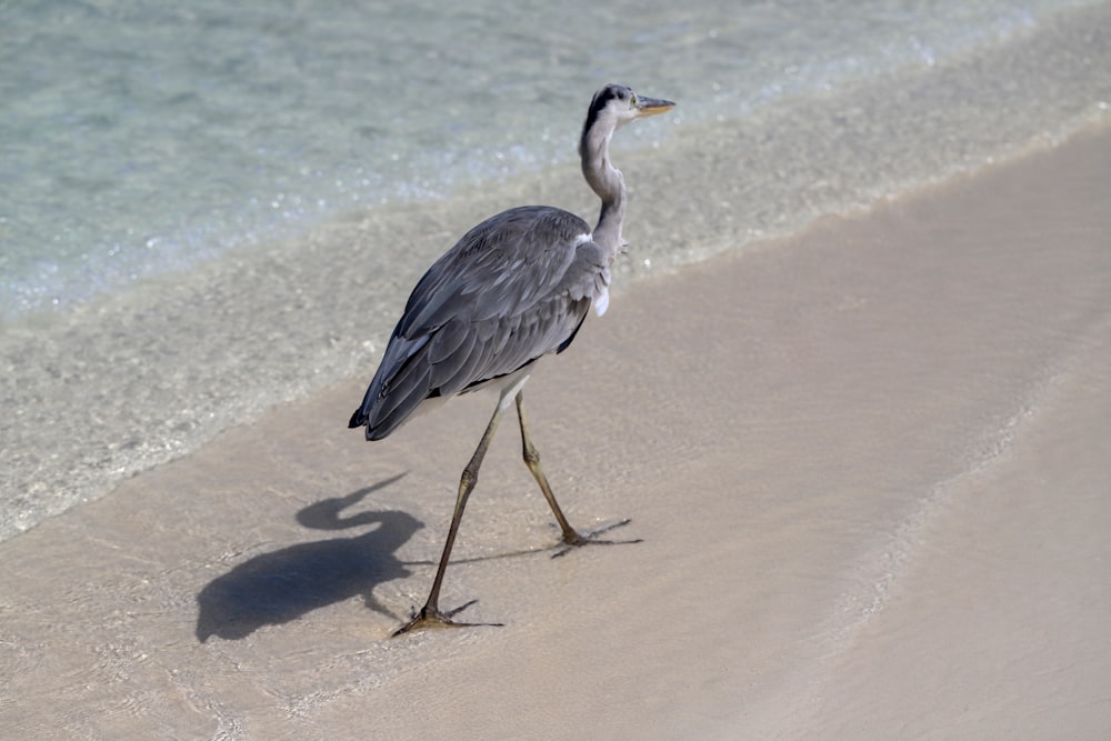 garça cinzenta na areia marrom durante o dia