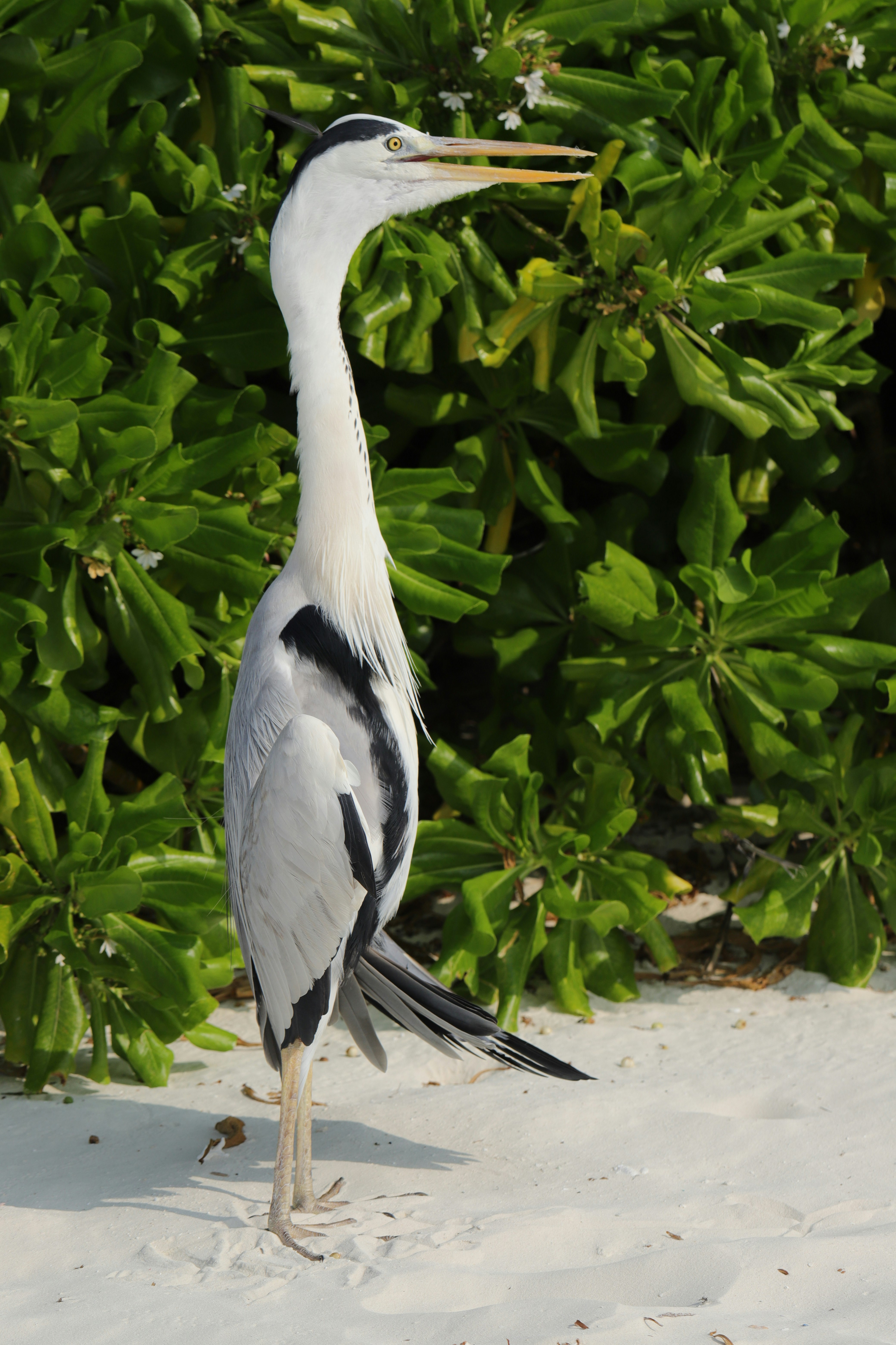 white and black bird on brown soil