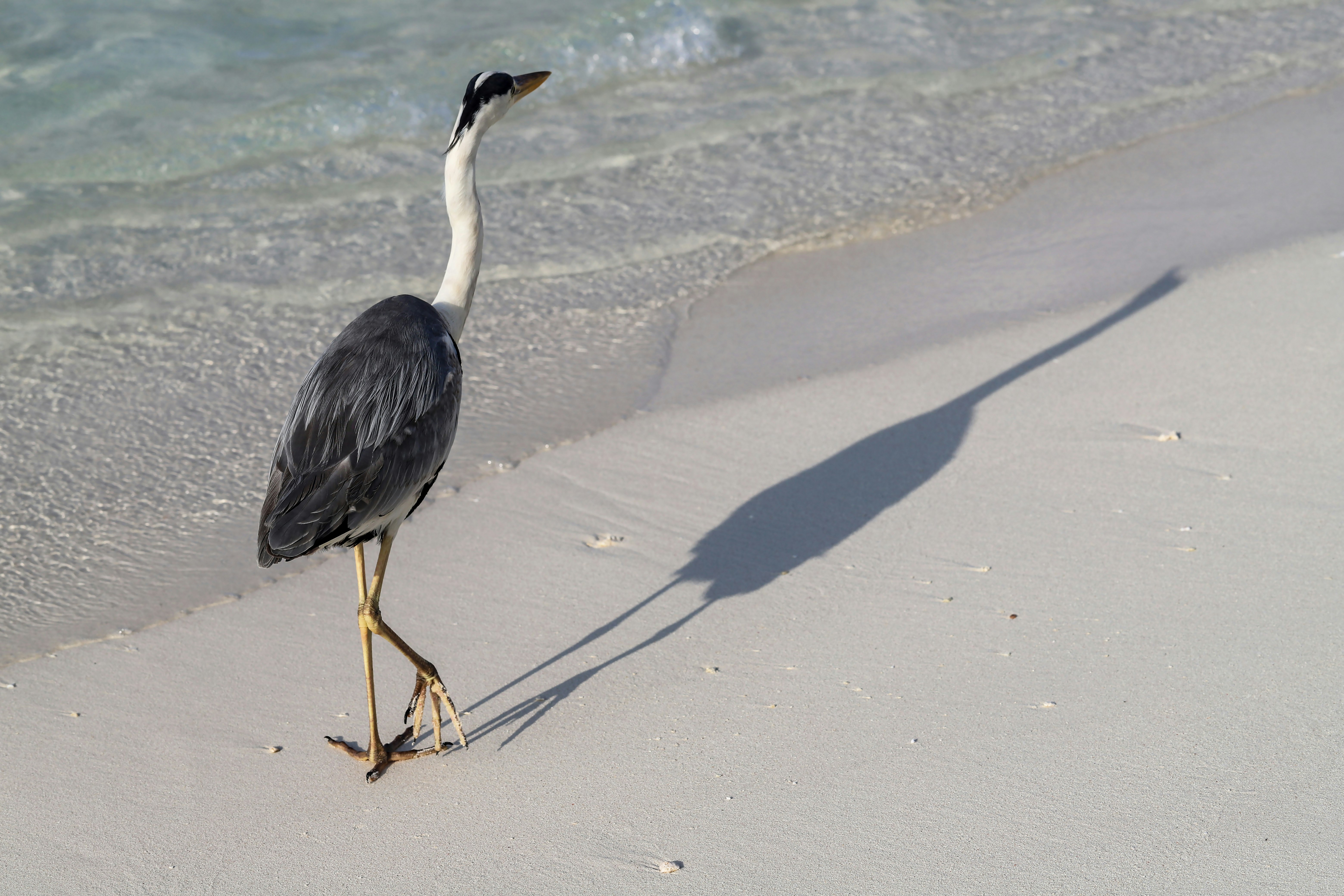 white and black bird on beach shore during daytime