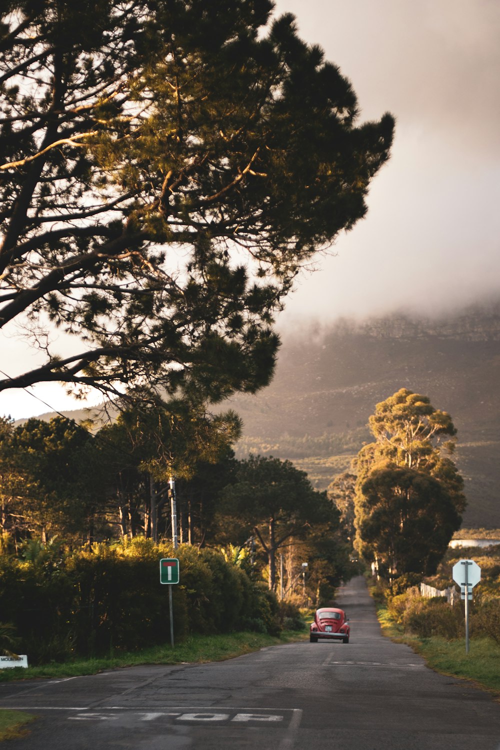 green trees on foggy weather