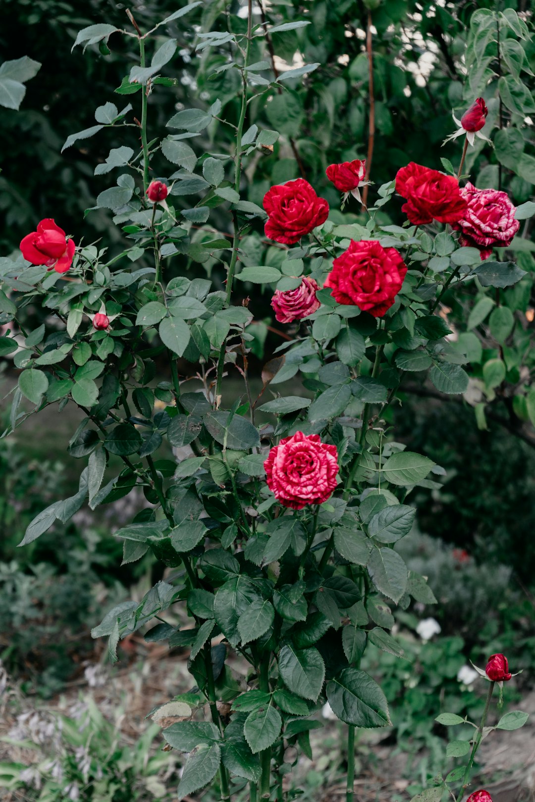 red roses in bloom during daytime