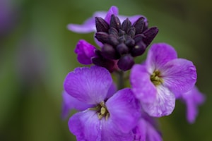Lavender Dream