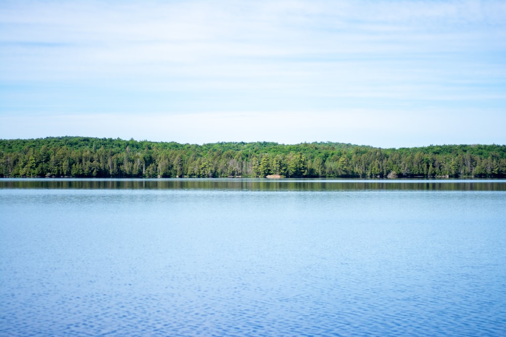 a large body of water surrounded by trees