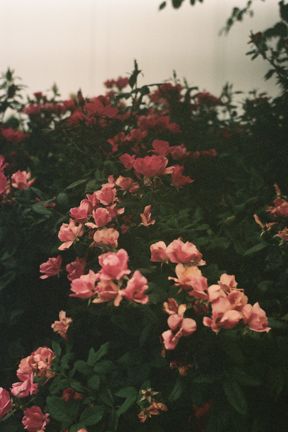 pink flowers in tilt shift lens