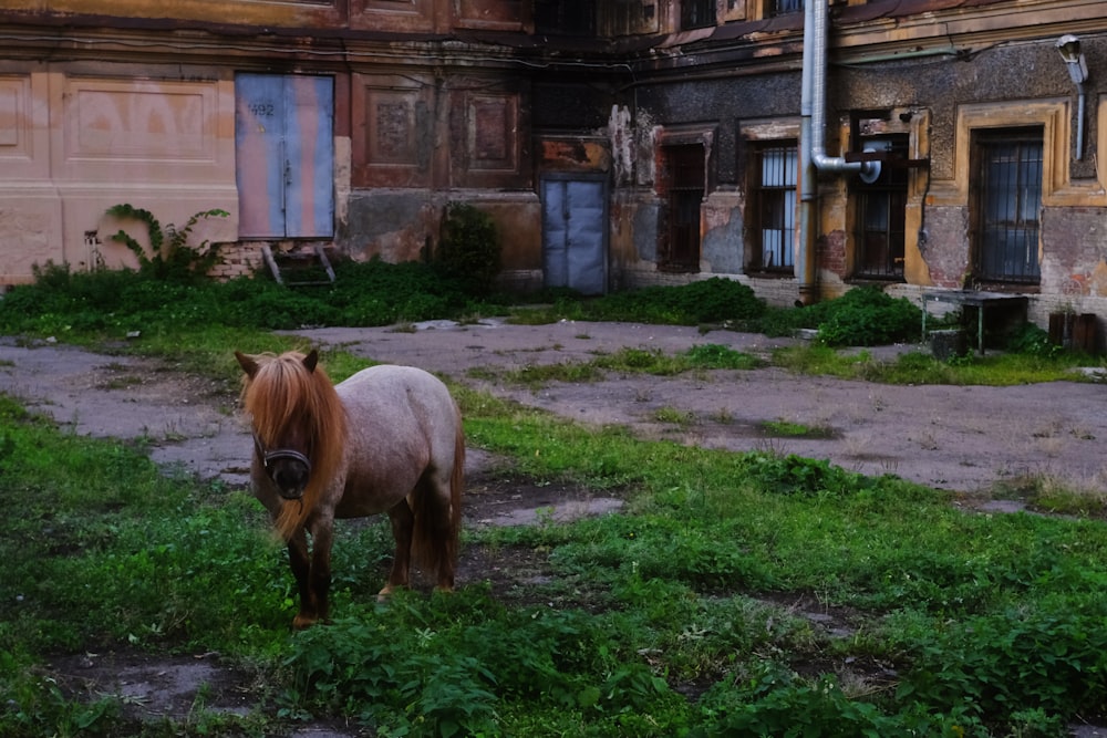 un cheval debout dans un champ à côté d’un bâtiment