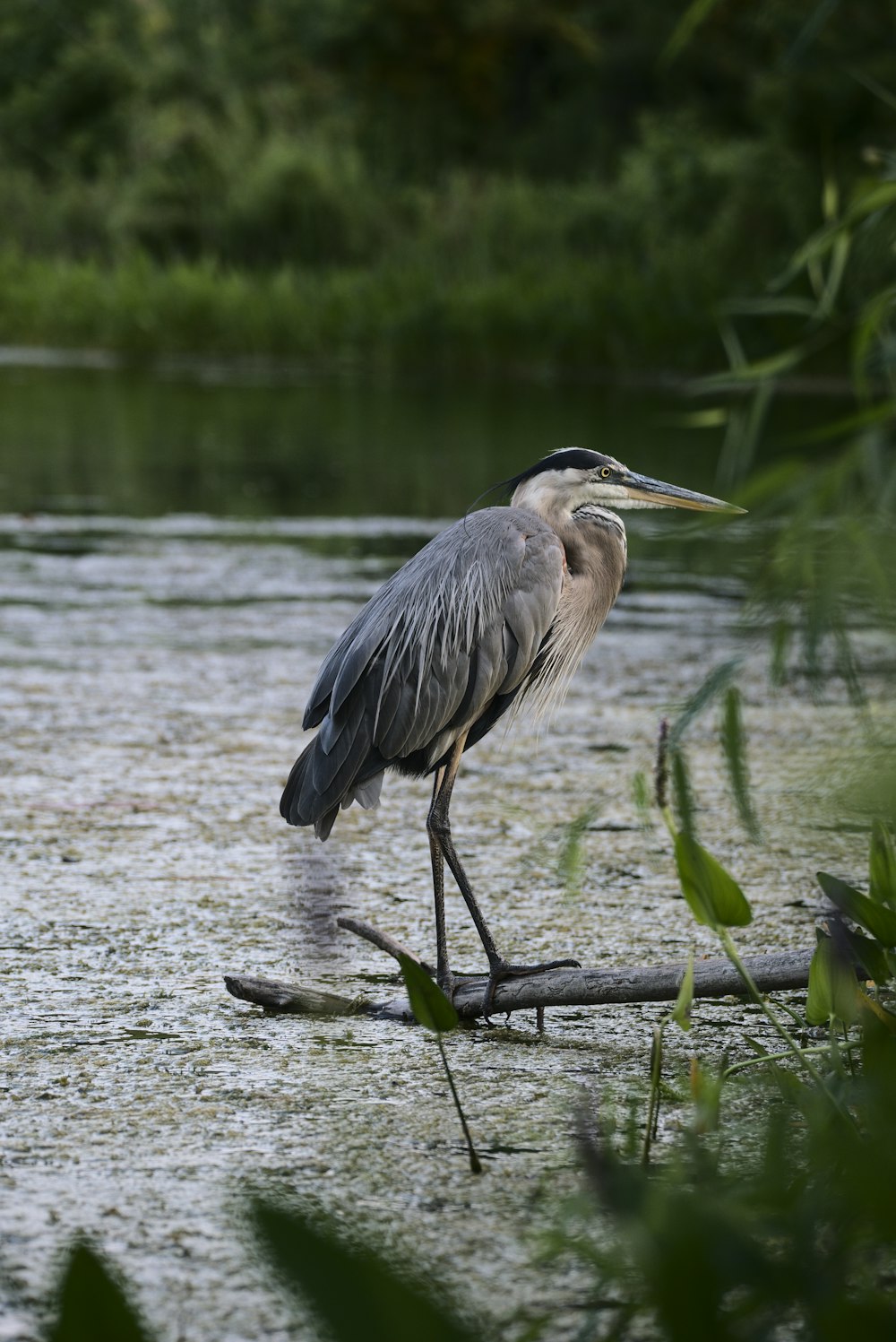 grey heron on water during daytime