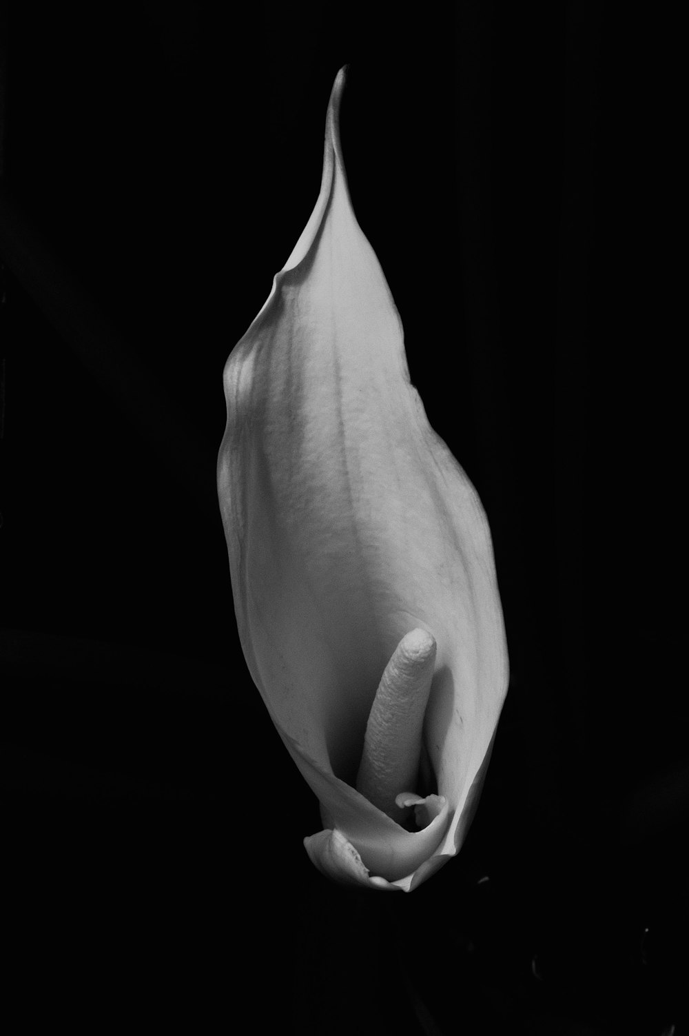 grayscale photo of a flower