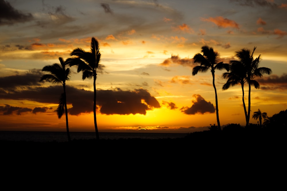 a sunset with palm trees blowing in the wind