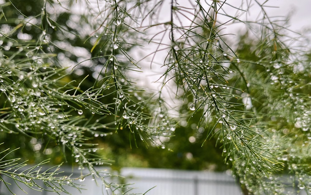 a close up of a tree with water droplets on it