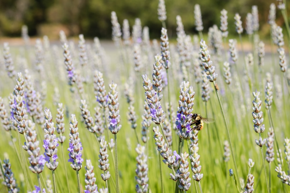 a bee sitting on a flower in a field