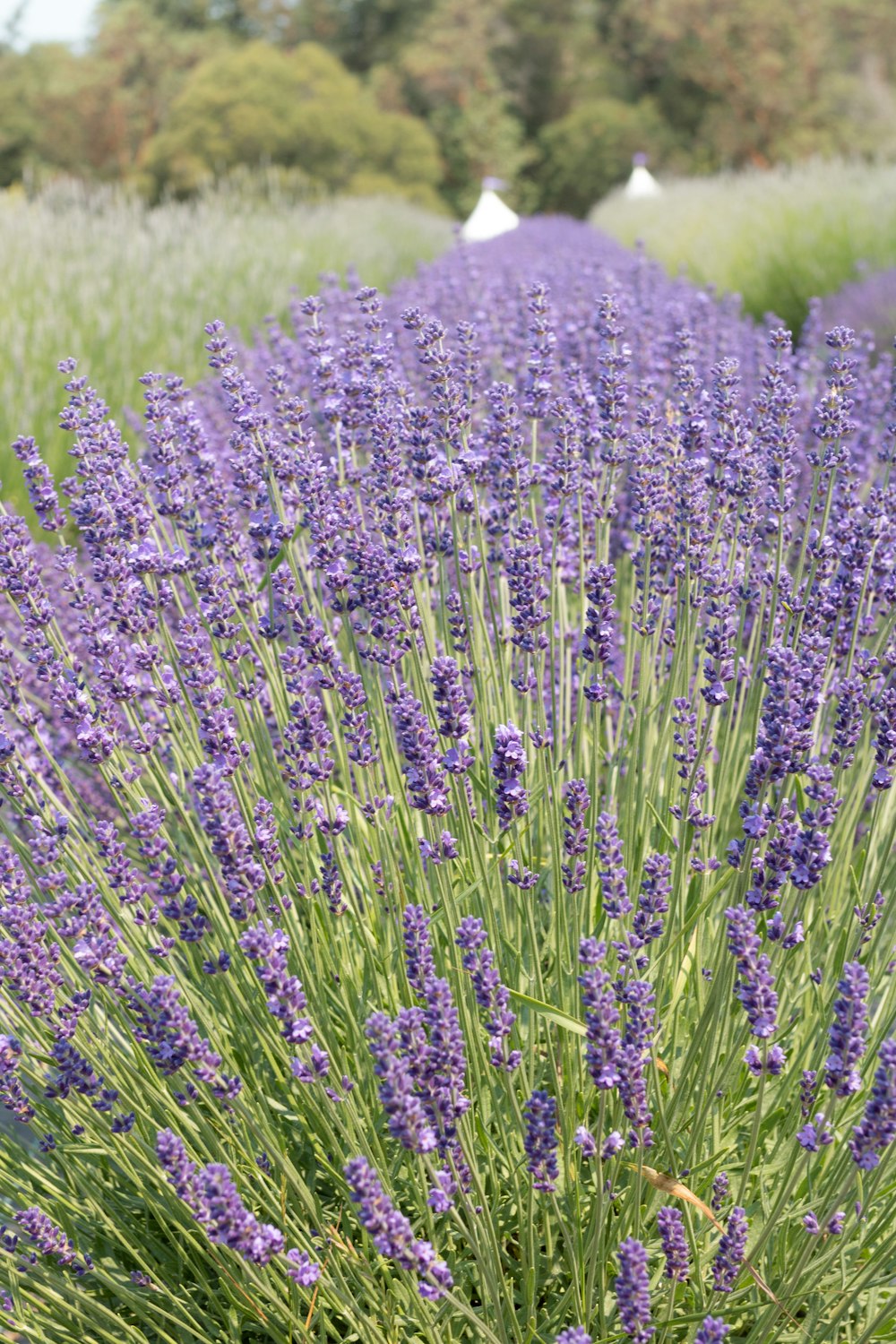 a field full of lavender flowers with trees in the background