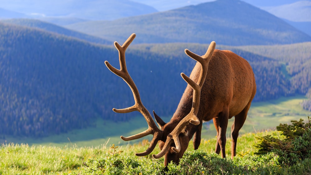 a deer with large antlers eating grass on a hill