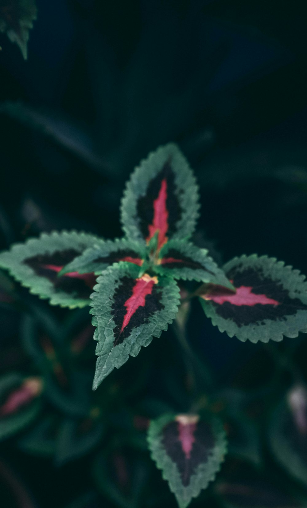 a close up of a plant with red and green leaves