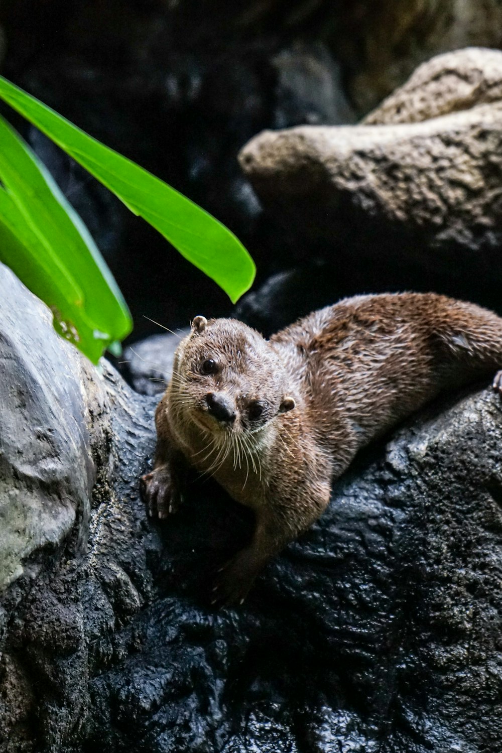 an otter resting on a rock in the water