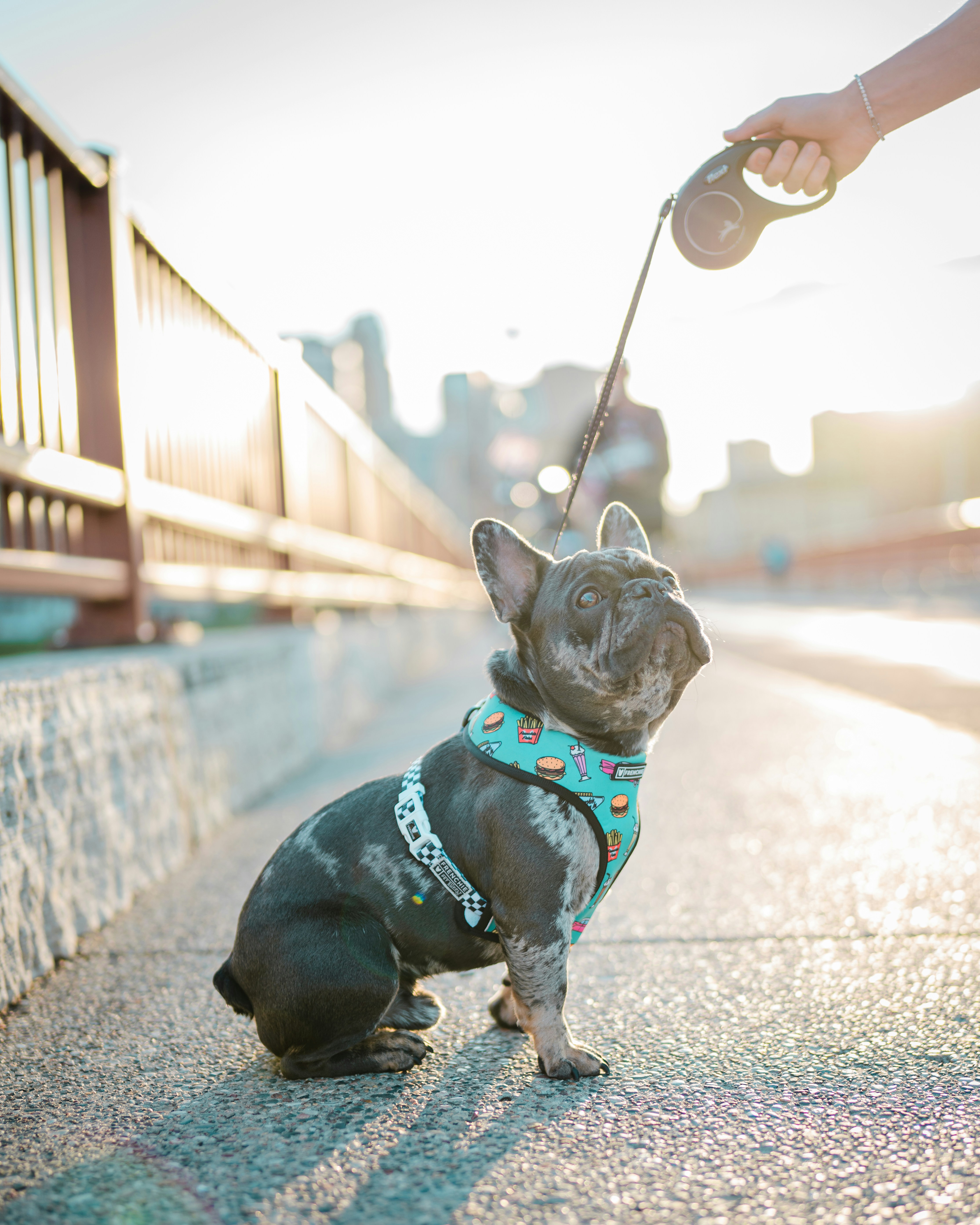 昼間の通りを歩いてピンクのひもを持つ黒のフレンチ ブルドッグの写真 Unsplashで見つけるミネアポリスの無料写真
