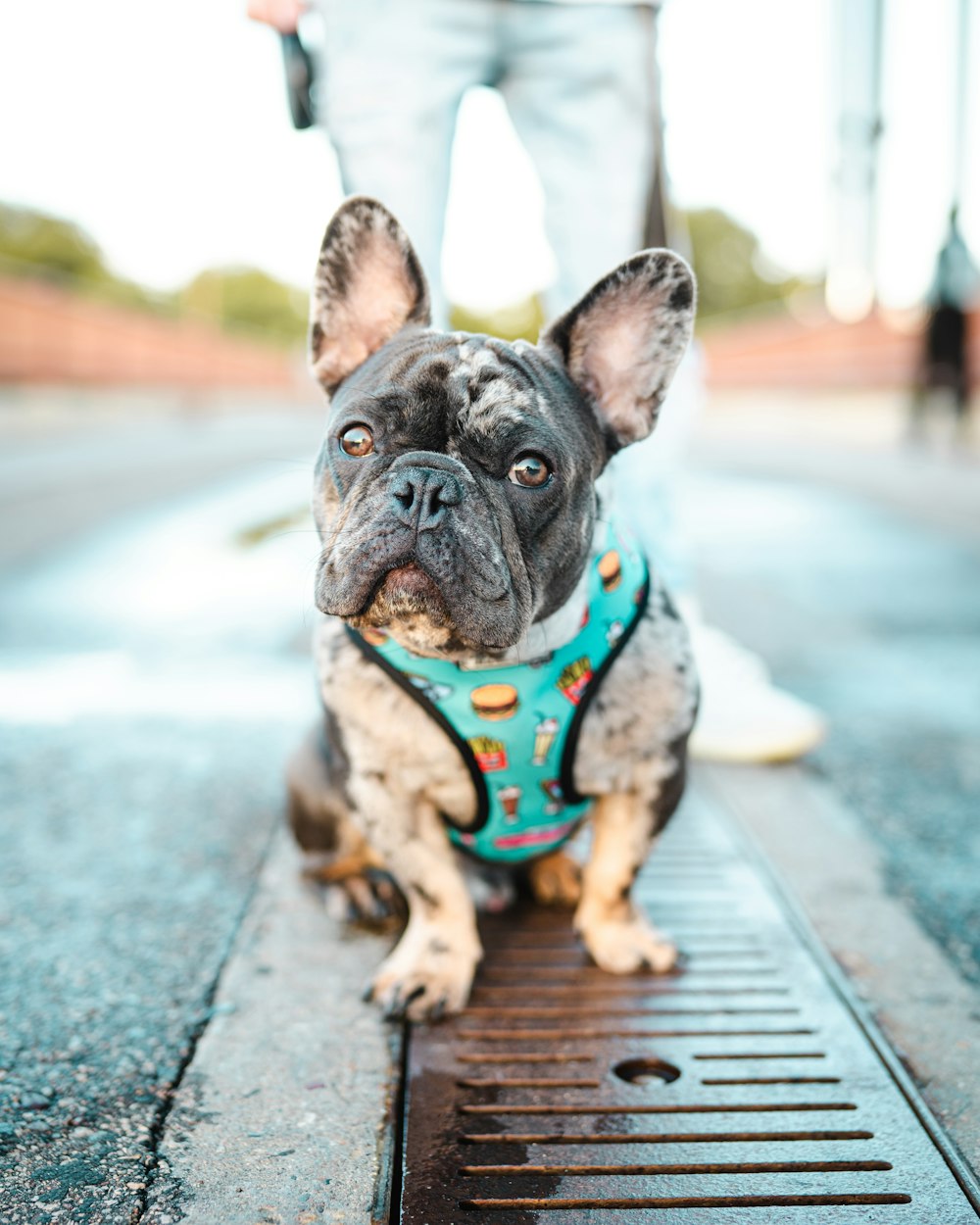 black and white french bulldog with blue and white scarf on road during daytime