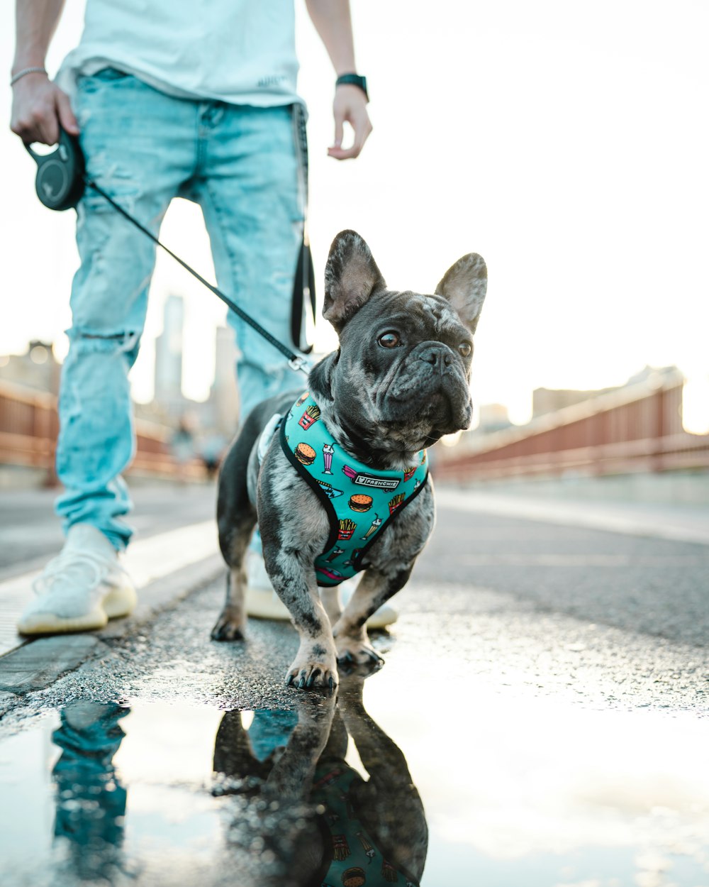 black and white short coated small dog with blue and white dog leash