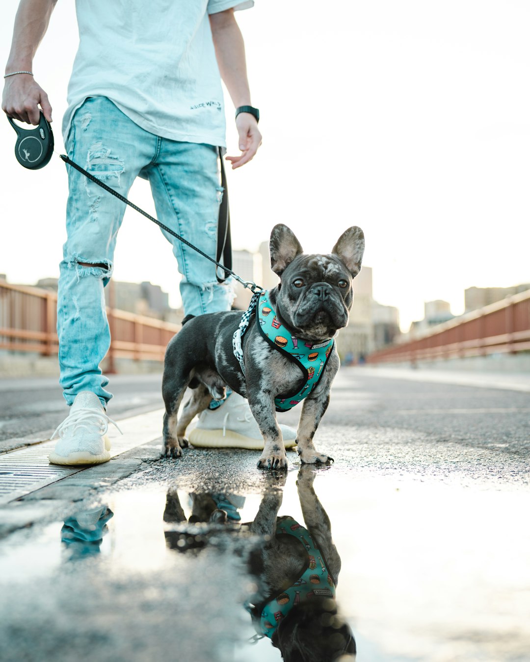 black and white short coated small dog on gray concrete road during daytime