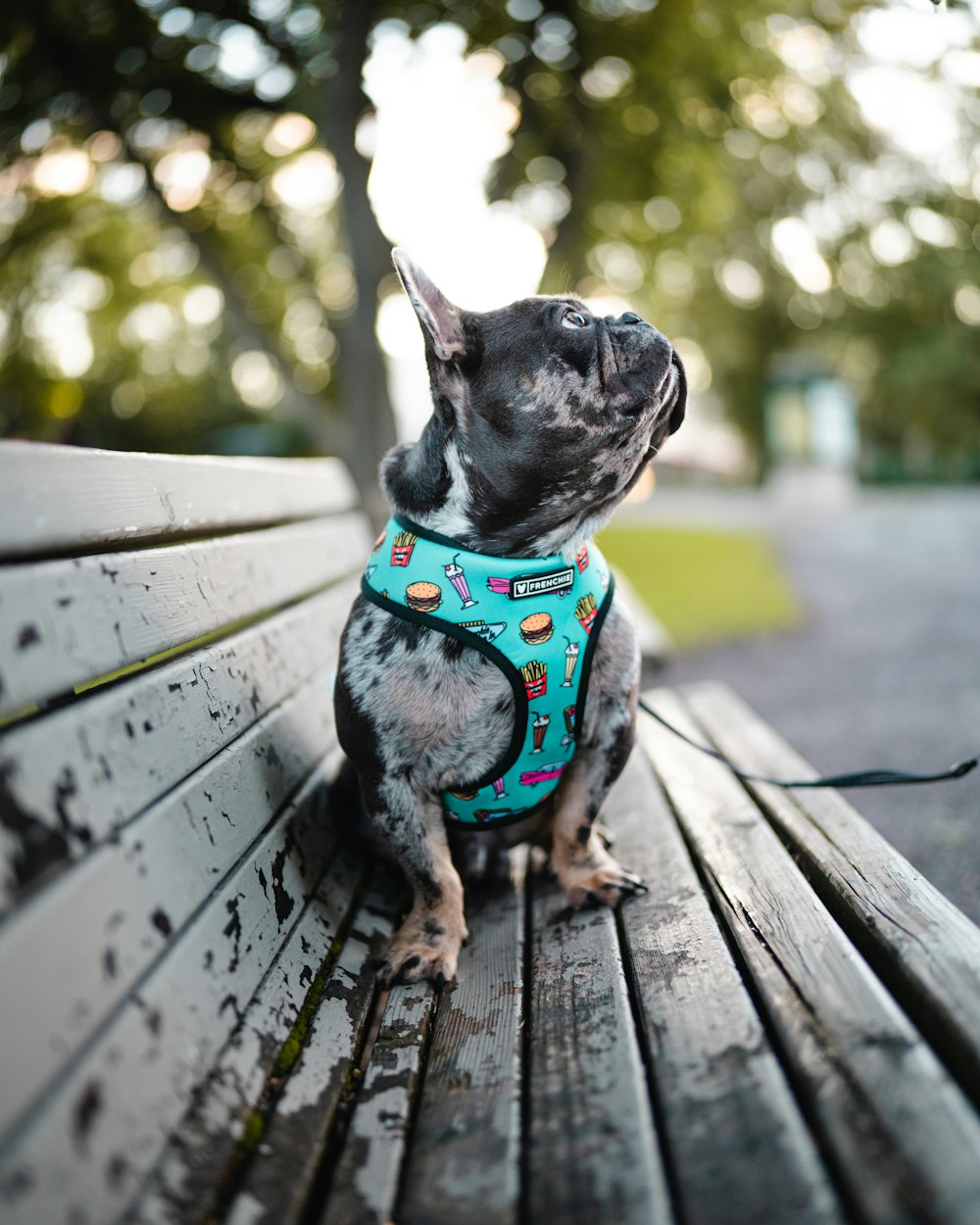 black and white french bulldog sitting on brown wooden bench