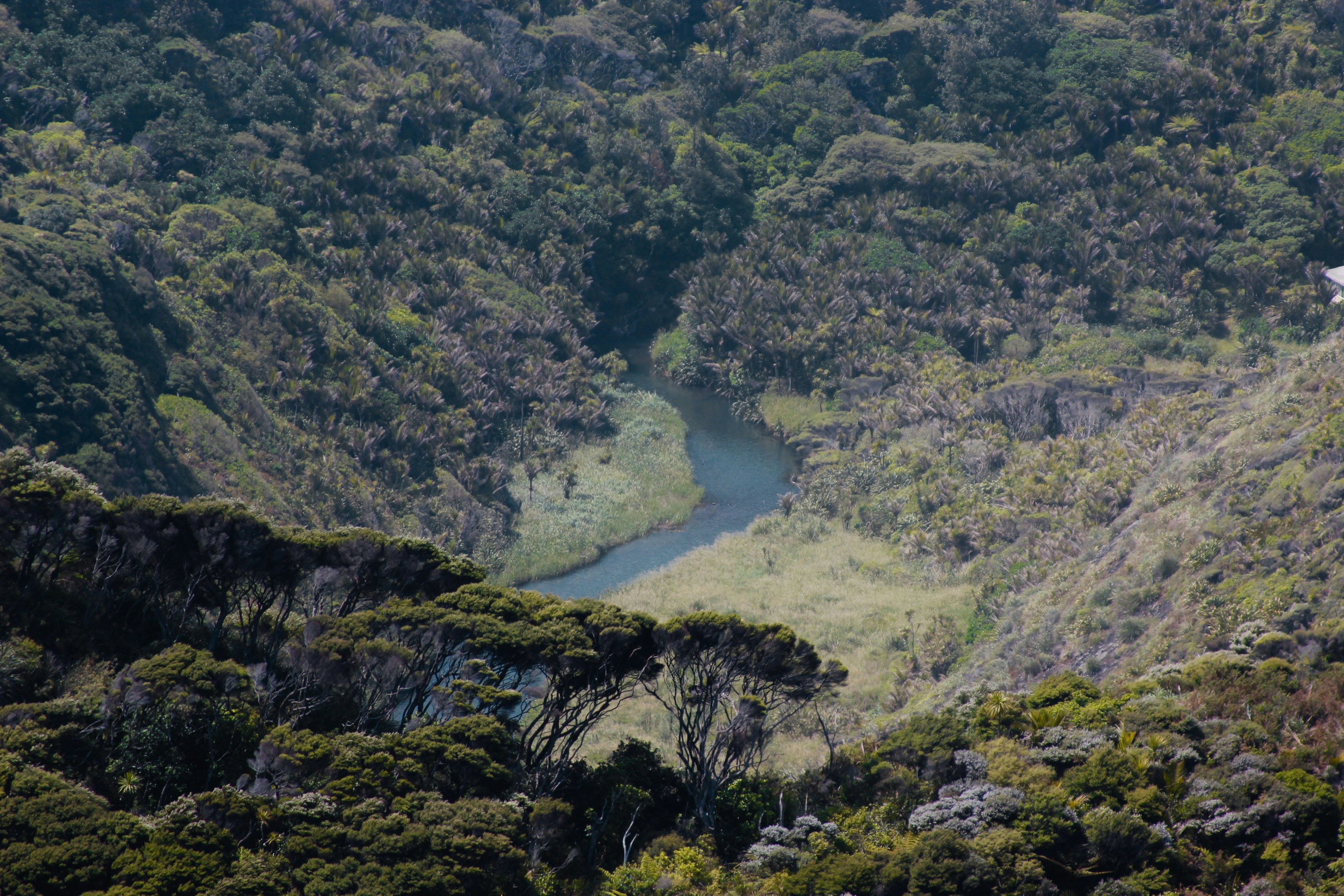 a bird flying over a lush green forest