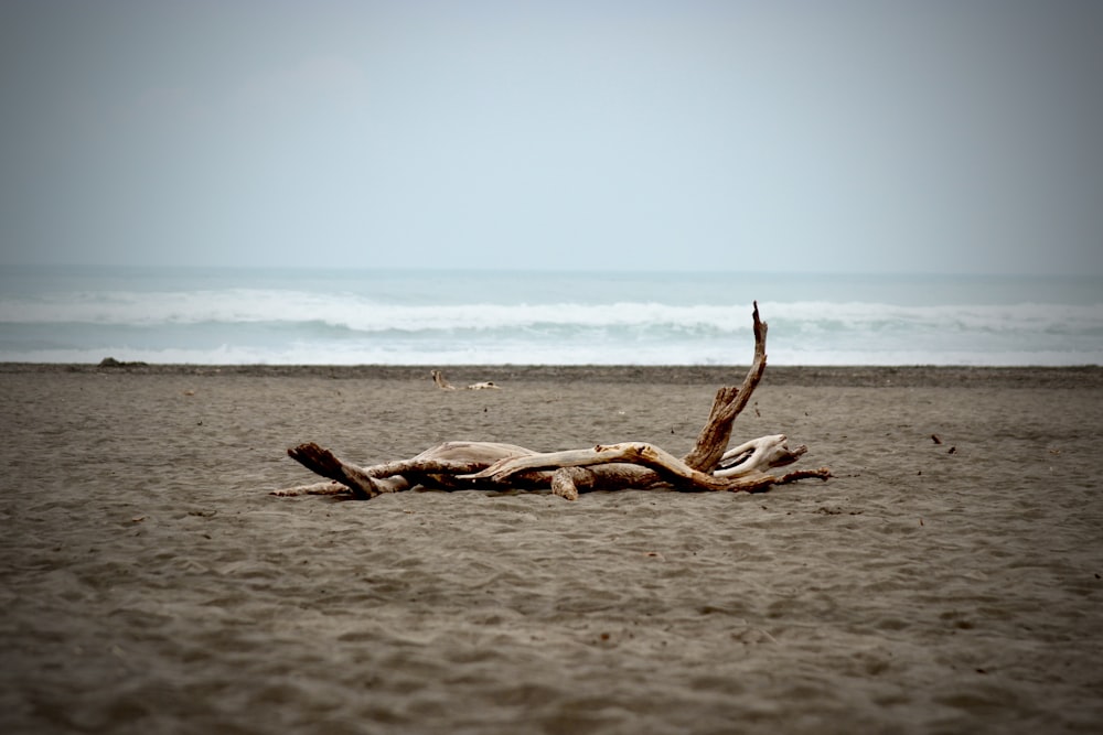 a driftwood on a sandy beach with the ocean in the background