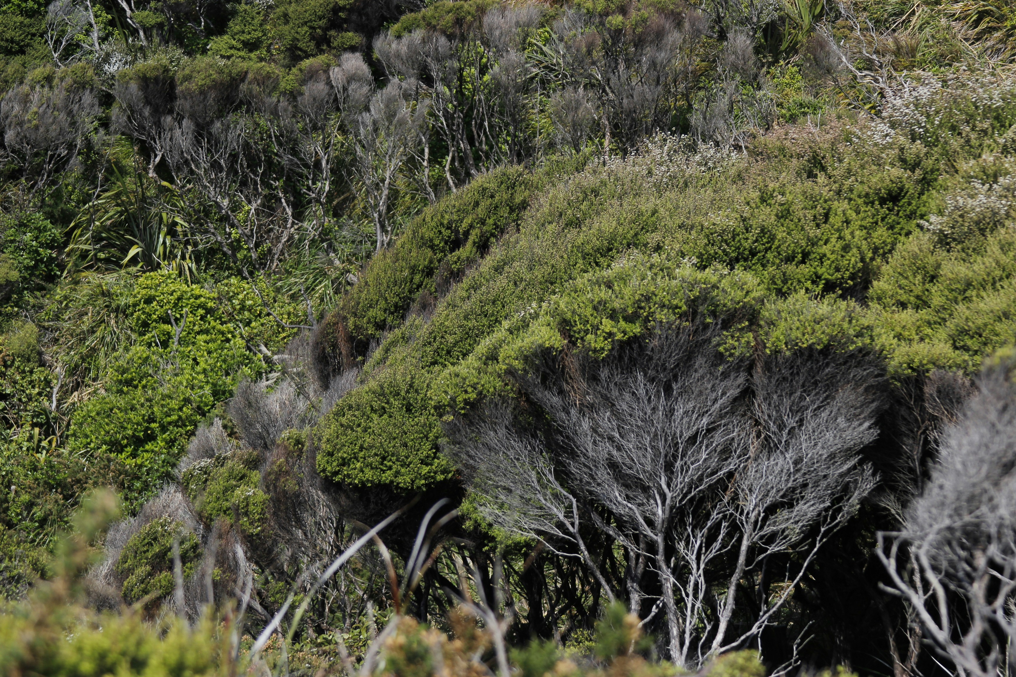 green grass on black rock