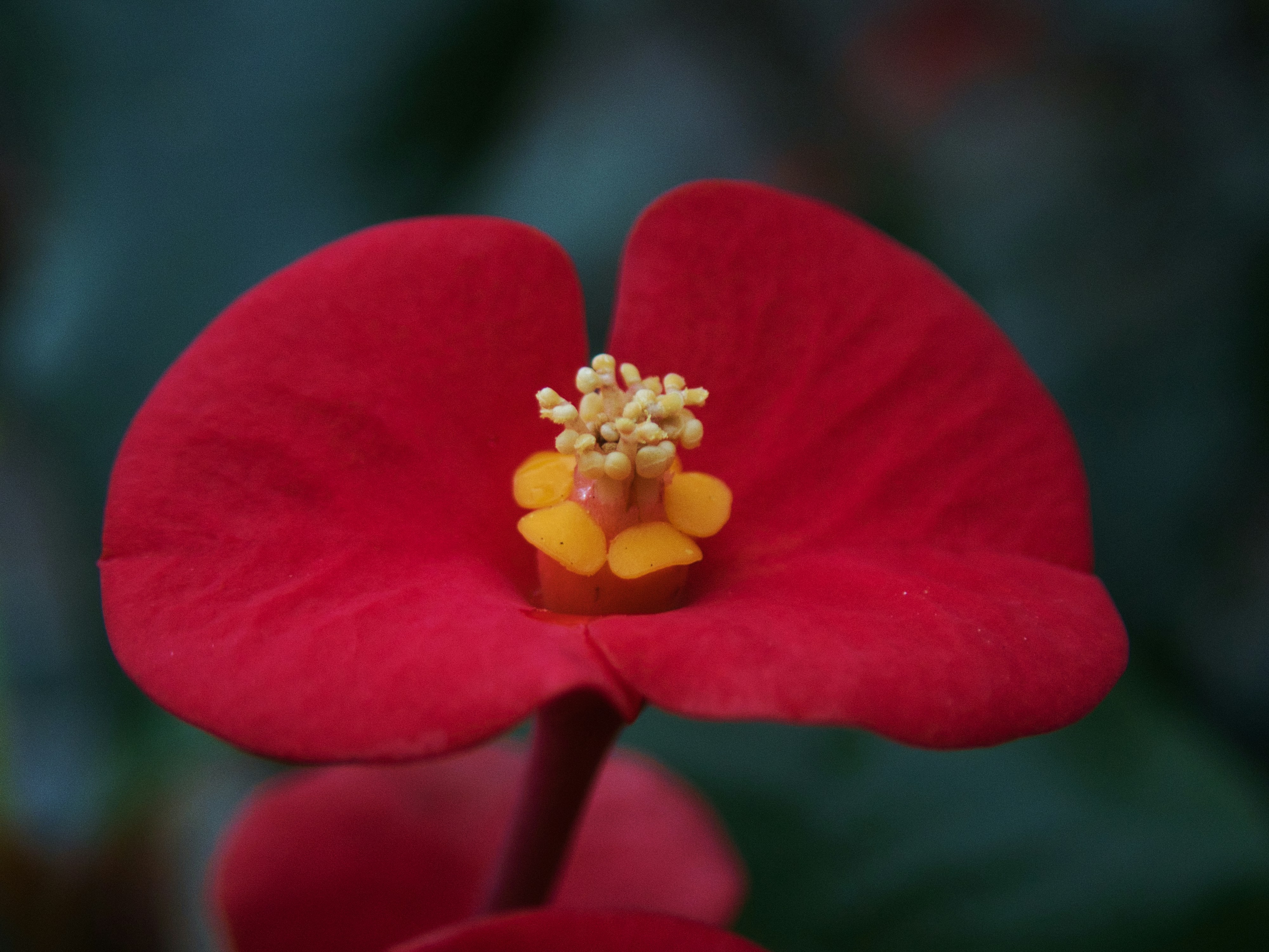 Photo by alishahlakhani