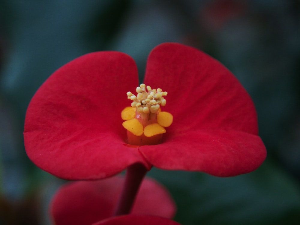 red flower in macro shot